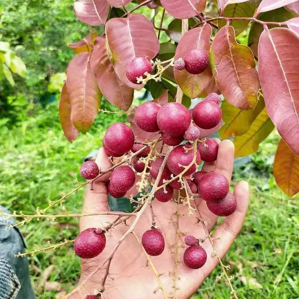 Hybrid_Red_Longan_Grafted_Fruit_Plant_Lal_Ashfal_Tree