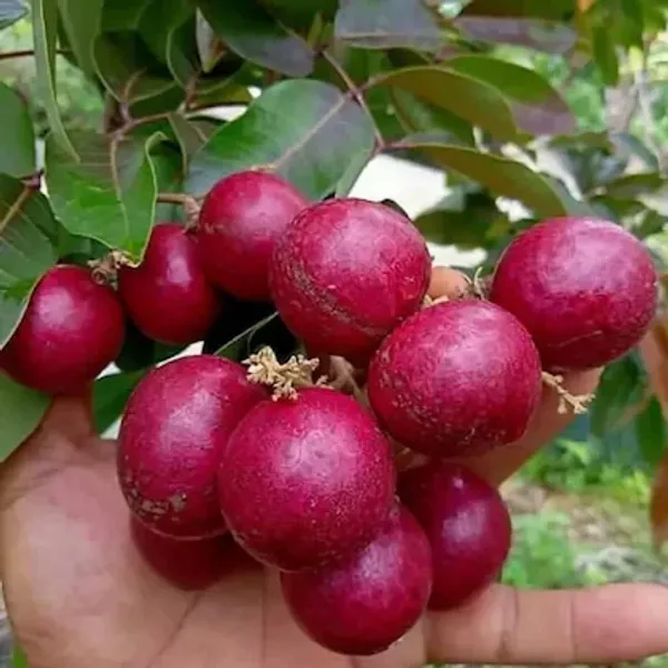 Hybrid_Red_Longan_Grafted_Fruit_Plant_Lal_Ashfal_Tree