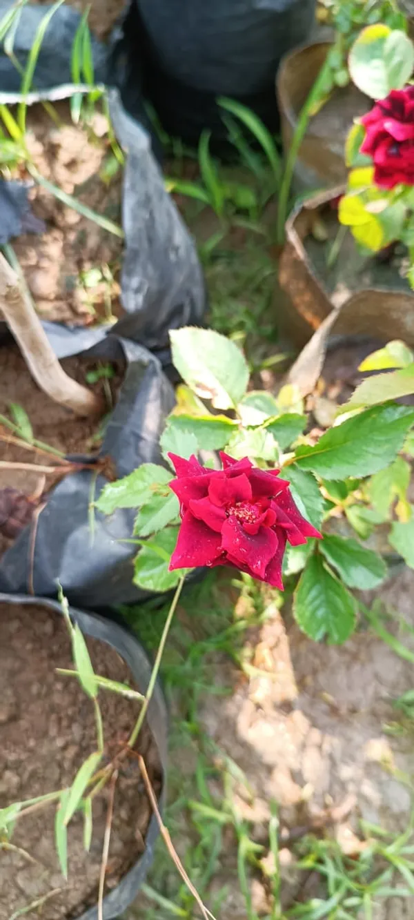 Hybrid_Red_Rose_1.5-3.5_Ft_Flower_Plant_(Pack_O_1)