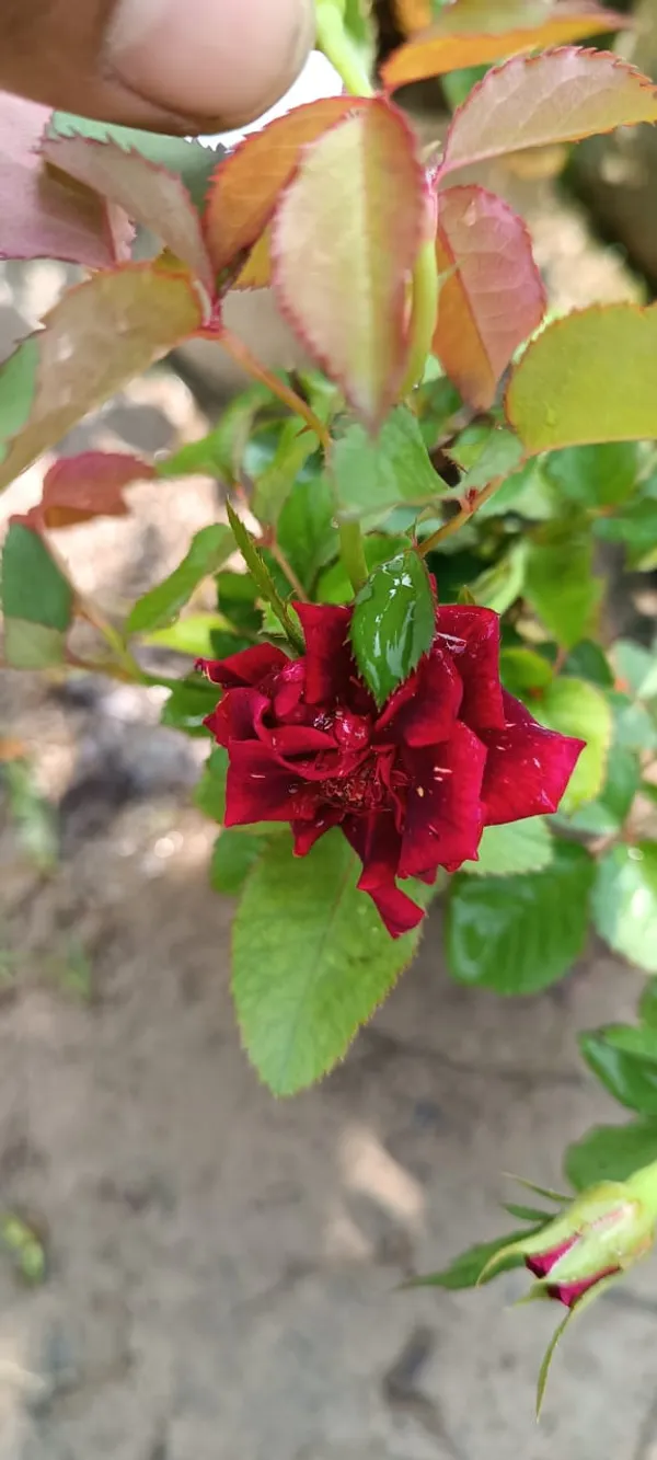 Hybrid_Red_Rose_1.5-3.5_Ft_Flower_Plant_(Pack_O_1)