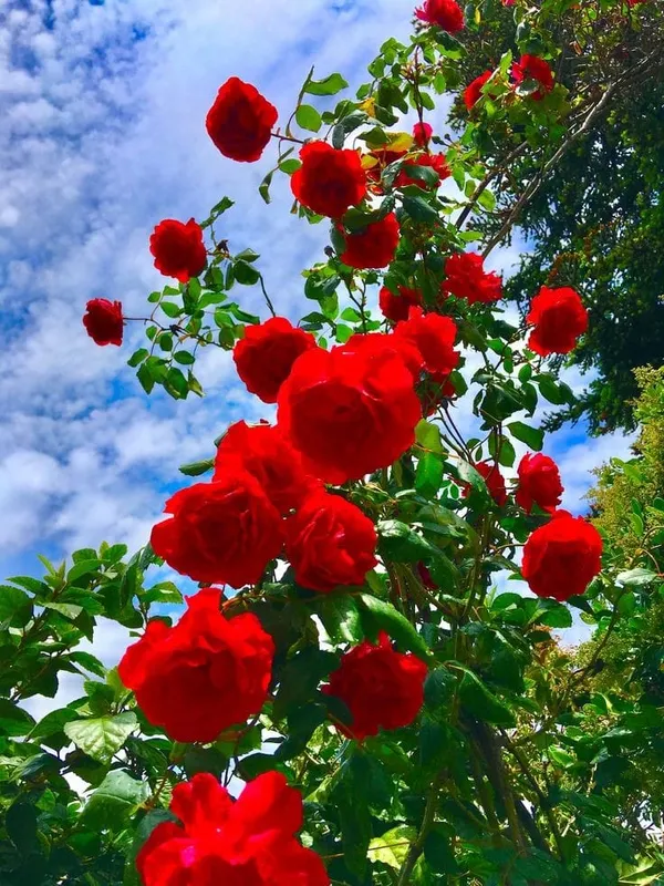 Hybrid_Rose_Plant__(Pack_Of_1)