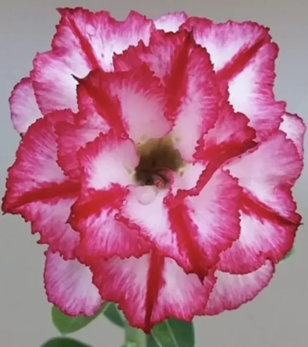 Hybrid_Rosey_Verity_Adenium_Obesum_Desert_Rose_Grafted_Flowers_Plant