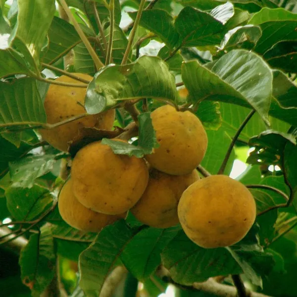 Hybrid_Santal_Plant