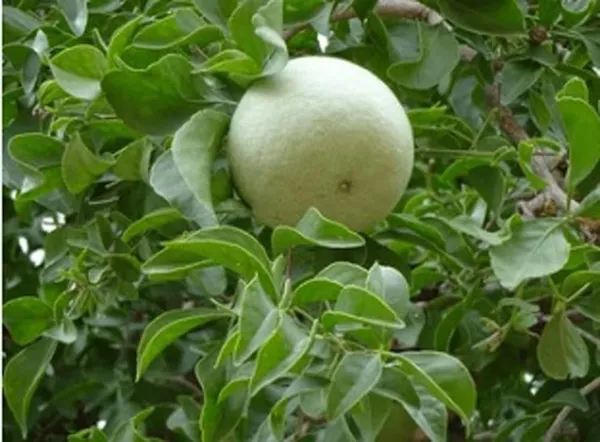 Hybrid_Seedless_Beal_Plant_(1.5-3_Feet_Height_Pack_Of_1)