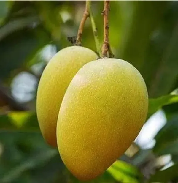 Hybrid_Sita_Bhog_Mango_Plant_(Grafted)_Sweet_Mango_Plant