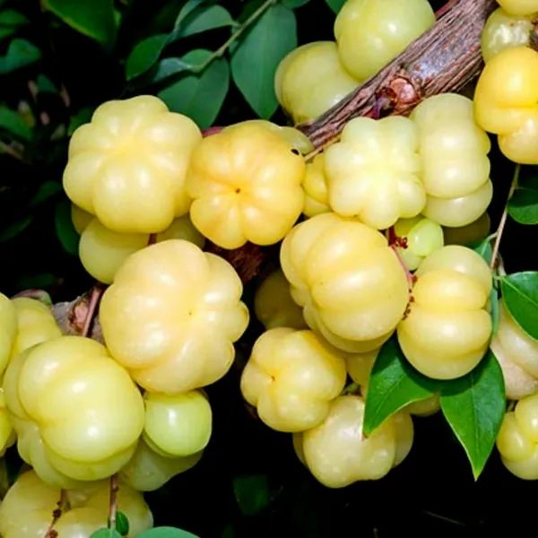 Hybrid_Star_Gooseberry_Plant