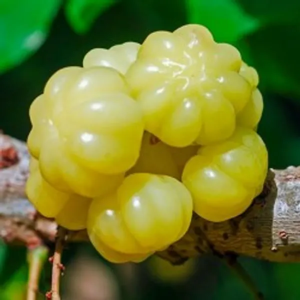 Hybrid_Star_Gooseberry_Plant