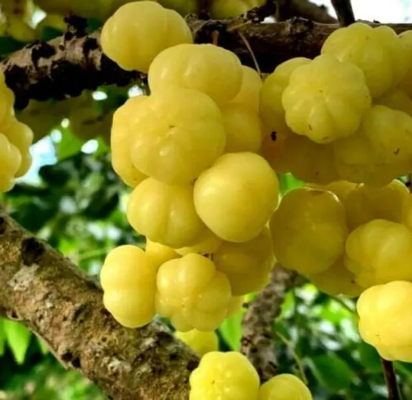 Hybrid_Star_Gooseberry_Plant