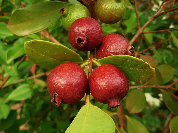 Hybrid_Strawberry_Guava_Plant_(1.5-2_Feet_Height_Pack_Of_1)