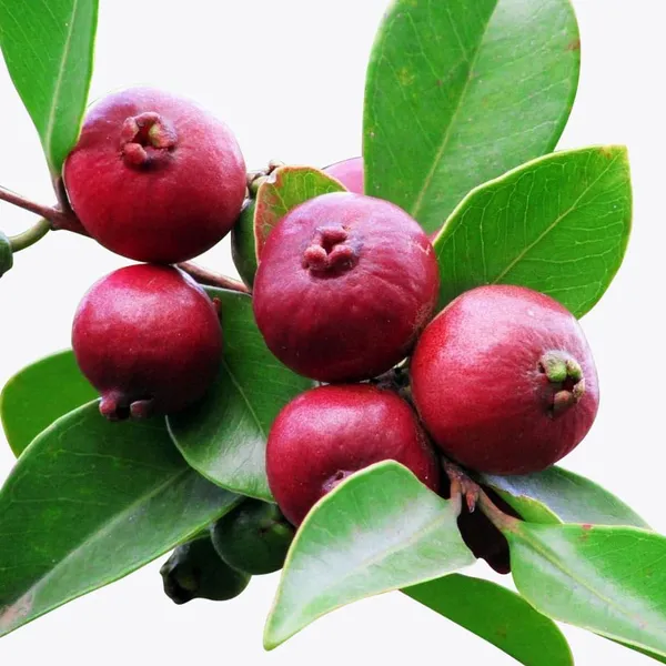 Hybrid_Strawberry_Guava_Plant_(1.5-2_Feet_Height_Pack_Of_1)