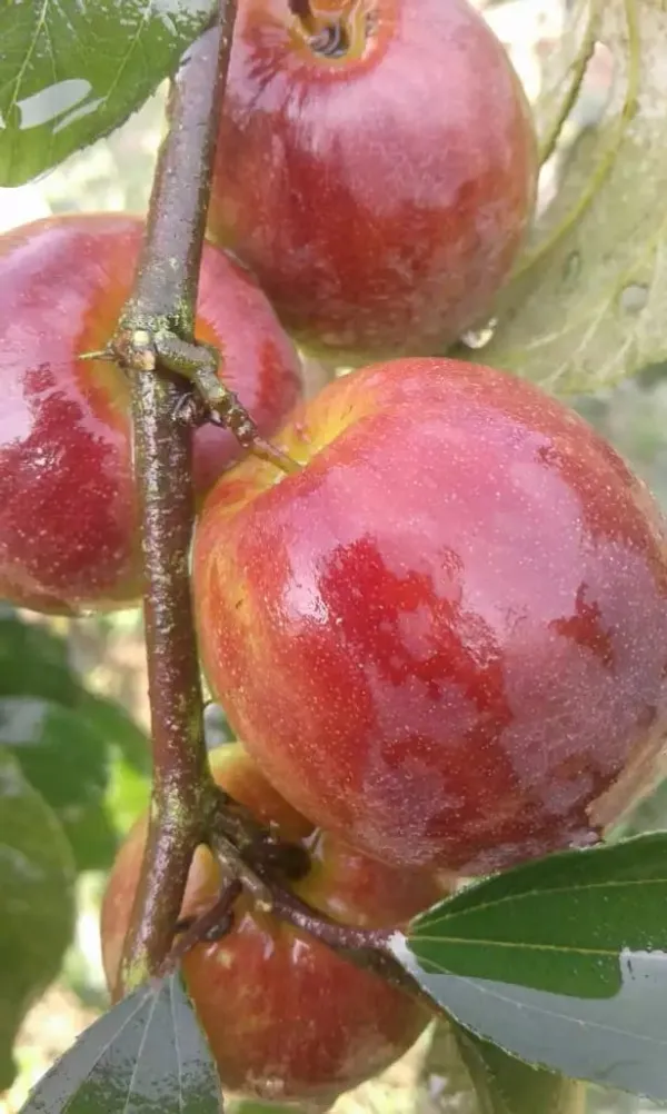 Hybrid_Sweet_Ber_Apple_Fruit_Plant_Grafted_Tree