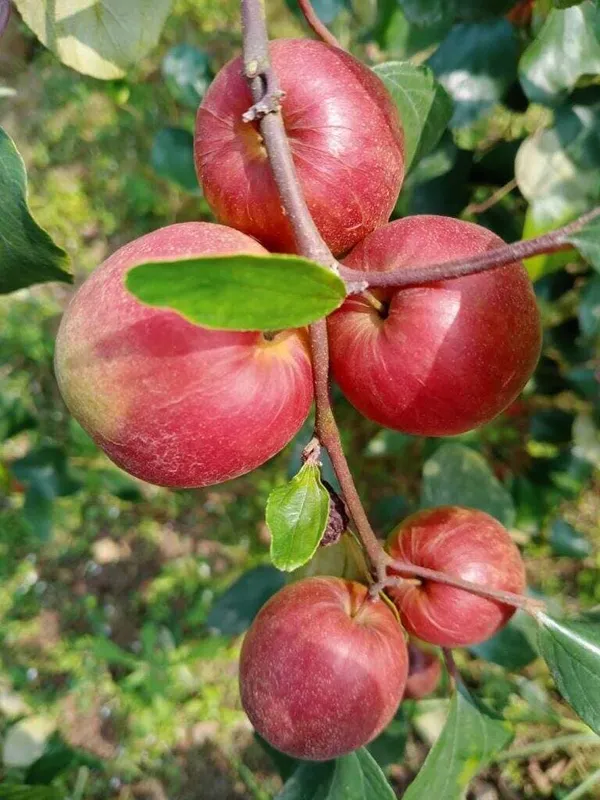 Hybrid_Sweet_Ber_Apple_Fruit_Plant_Grafted_Tree