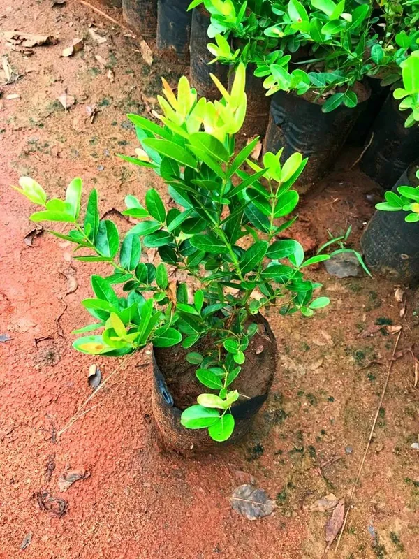 Hybrid_Sweet_Karanda_Fruit_Plant_For_Gardening