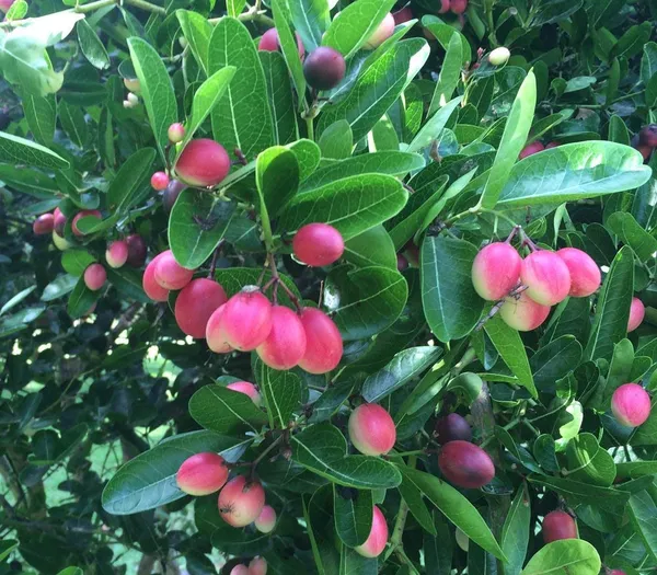 Hybrid_Sweet_Karanda_Fruit_Plant_For_Gardening