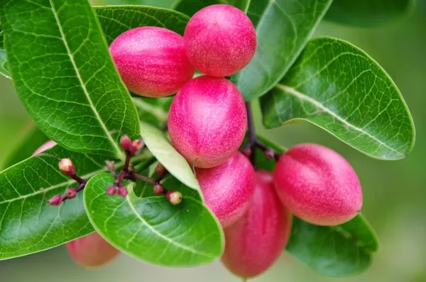 Hybrid_Sweet_Karanda_Fruit_Plant_For_Gardening