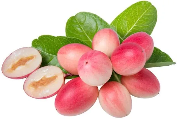 Hybrid_Sweet_Karanda_Fruit_Plant_(1.5-2_Feet_Height_Pack_Of_1)
