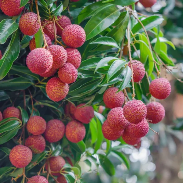 Hybrid_Sweet_Litchi_Plant_Fruit_Lychee_Trees_Grafted