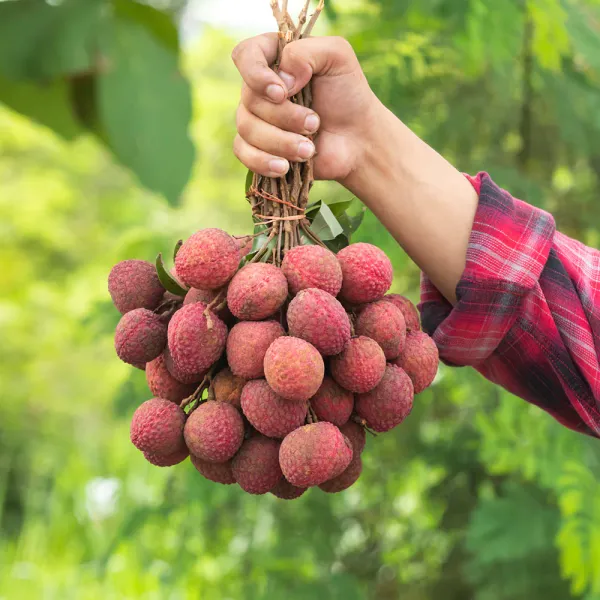Hybrid_Sweet_Litchi_Plant_Fruit_Lychee_Trees_Grafted