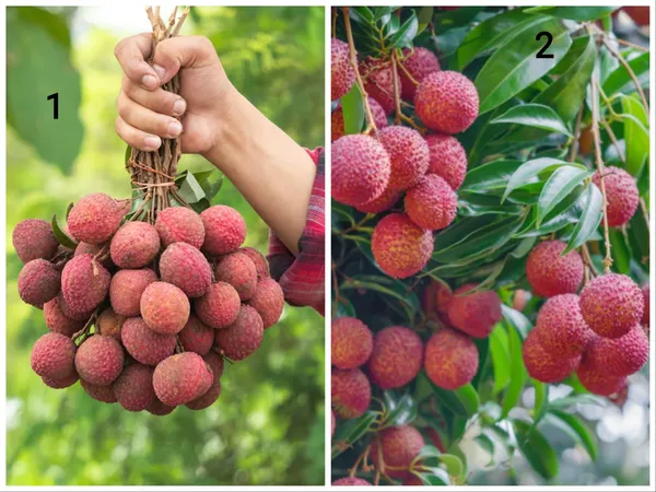 Pack_Of_2_Hybrid_Sweet_Red_Litchi_Plant_-_Lychee_Trees_Combo