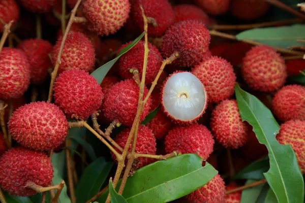 Pack_Of_2_Hybrid_Sweet_Red_Litchi_Plant_-_Lychee_Trees_Combo