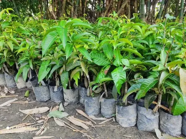 Pack_Of_2_Hybrid_Sweet_Sita_Bhog_Mango_Plant_Hybrid_Grafted_Plant_Combo