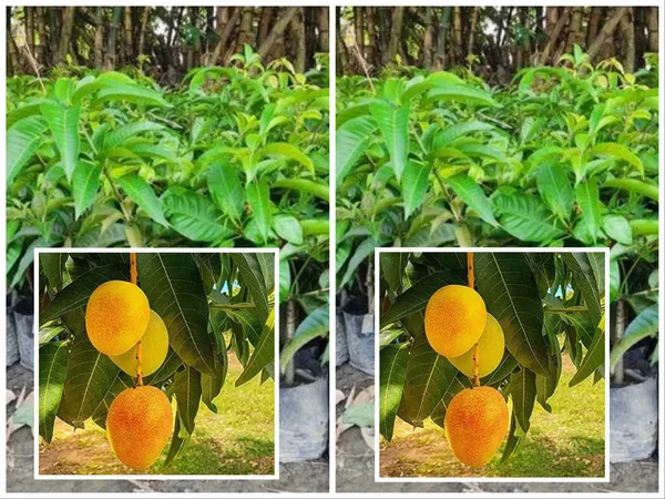 Pack_Of_2_Hybrid_Sweet_Sita_Bhog_Mango_Plant_Hybrid_Grafted_Plant_Combo