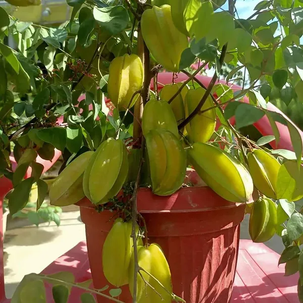 Hybrid_Sweet_Star_Fruit_Plant_Grafted_Carambola_Plant