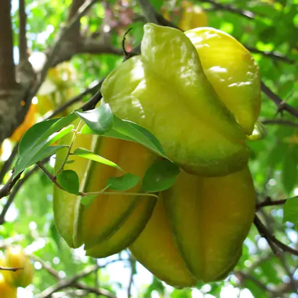 Hybrid_Sweet_Star_Fruit_Plant_Grafted_Carambola_Plant