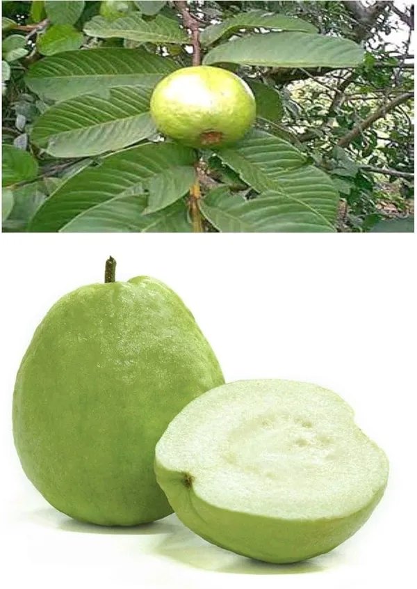 Hybrid_Thai-5_Guava_Plant