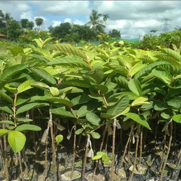 Hybrid_Thai-5_Guava_Plant