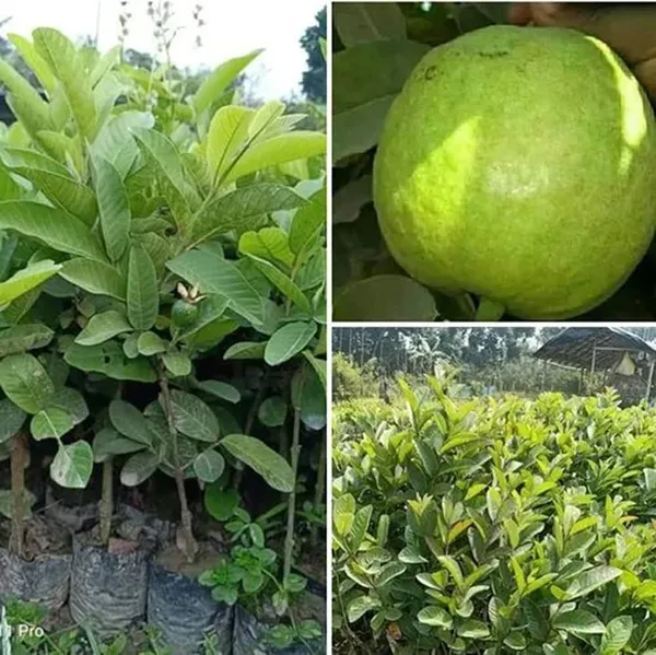 Hybrid_Thai-7_Guava_Plant__(Pack_Of_1)