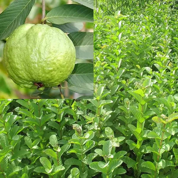 Hybrid_Thai-7_Guava_Plant__(Pack_Of_1)