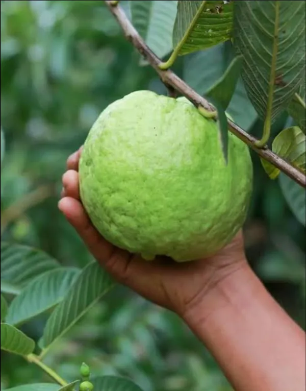 Thai_7_Guava_Hybrid_Fruit_Plant