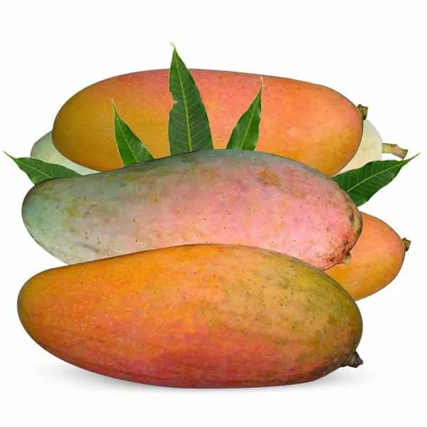 Hybrid_Thai_Banana_Mango_Grafting_Plant_(Pack_Of_1)