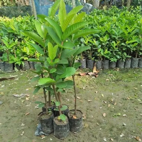 Hybrid_Thai_Kg_Guava_Plant_(Pack_Of_1)