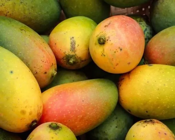 Hybrid_Totapuri_Mango_Grafting_Mango__(Pack_Of_1)
