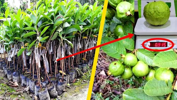 Hybrid_VNR_Guava_Plant