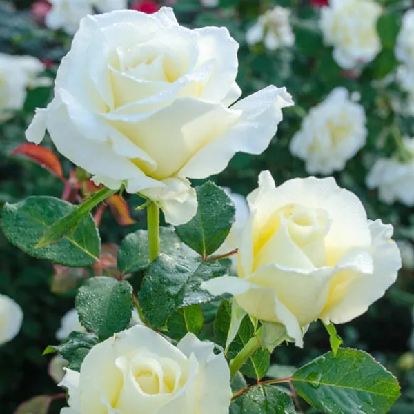 Hybrid_White_Rose_Flower_Plant_(Pack_Of_1)