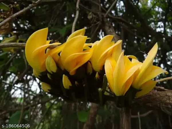 Hybrid_Yellow_Palash_Flower_Plant_(1.5-3_Feet_Height_Pack_Of_1)