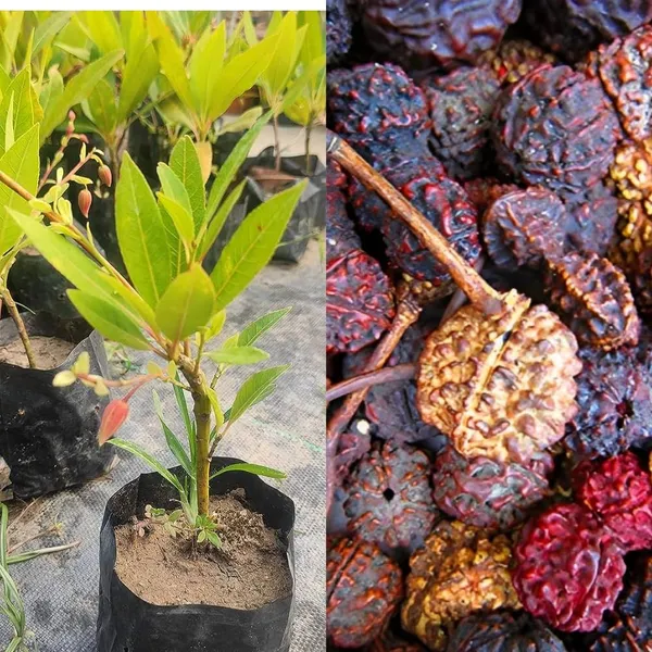 Hybrid_Rudraksha_Plant_Original_Nepal_Vaiety