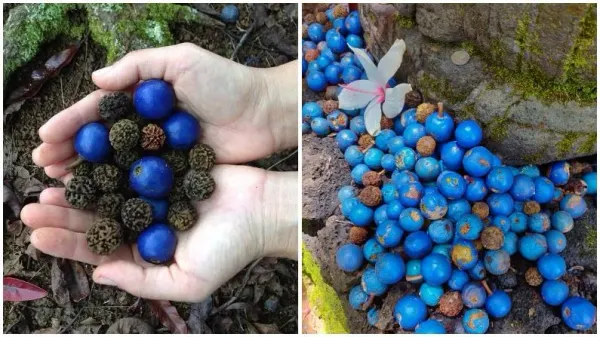Hybrid_Rudraksha_Plant_Original_Nepal_Vaiety