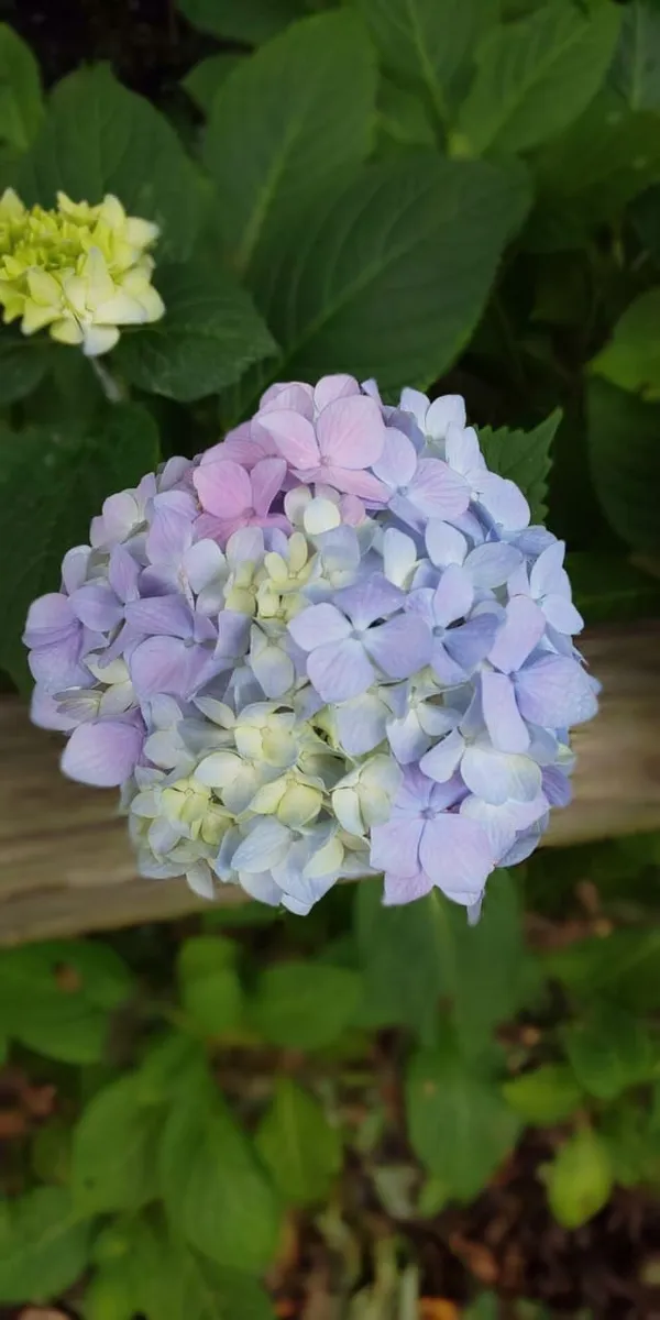 Hydrangea_Flower_Plant_Bey_Colour_15