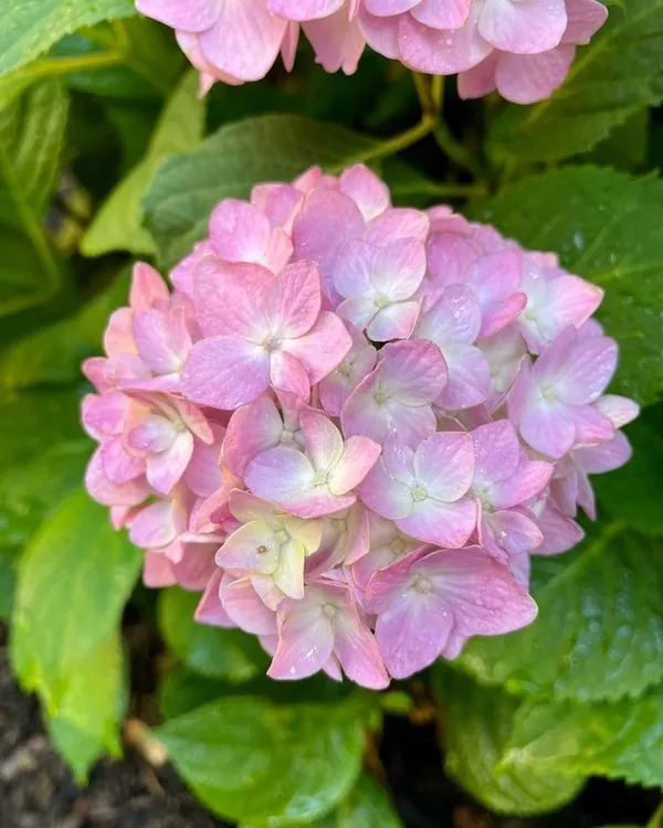 Hydrangea_Flower_Plant_Bey_Colour_18