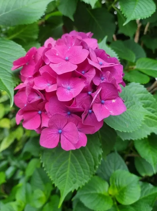 Hydrangea_Flower_Plant_Bey_Colour_19