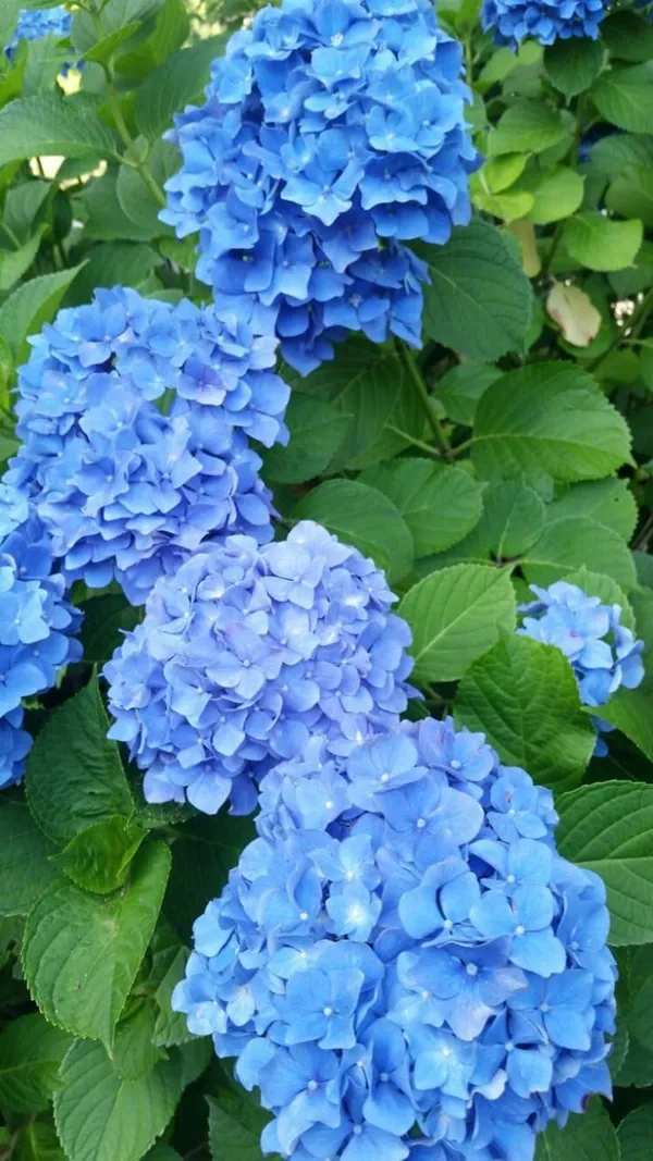 Hydrangea_Flower_Plant_Bey_Colour_(1.5-2_Feet_Height_Pack_Of_1)