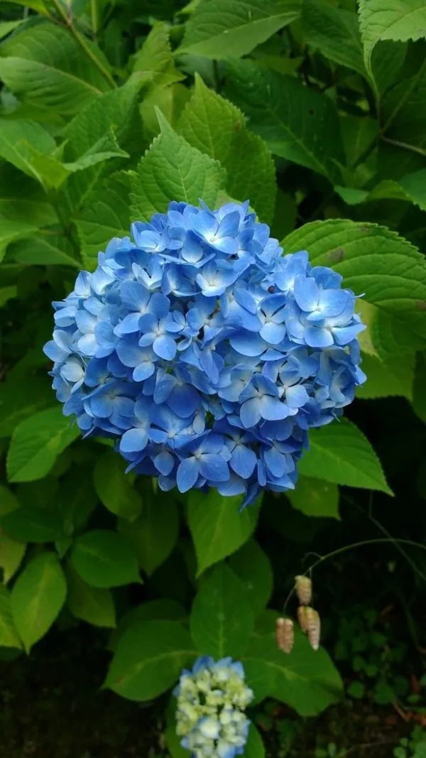 Hydrangea_Flower_Plant_Bey_Colour_(1.5-2_Feet_Height_Pack_Of_1)