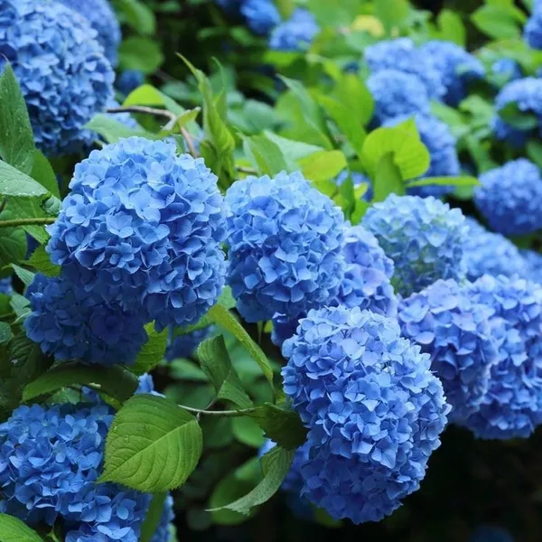 Hydrangea_Flower_Plant_Bey_Colour_(1.5-2_Feet_Height_Pack_Of_1)