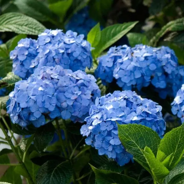 Hydrangea_Flower_Plant_Bey_Colour_(1.5-2_Feet_Height_Pack_Of_1)