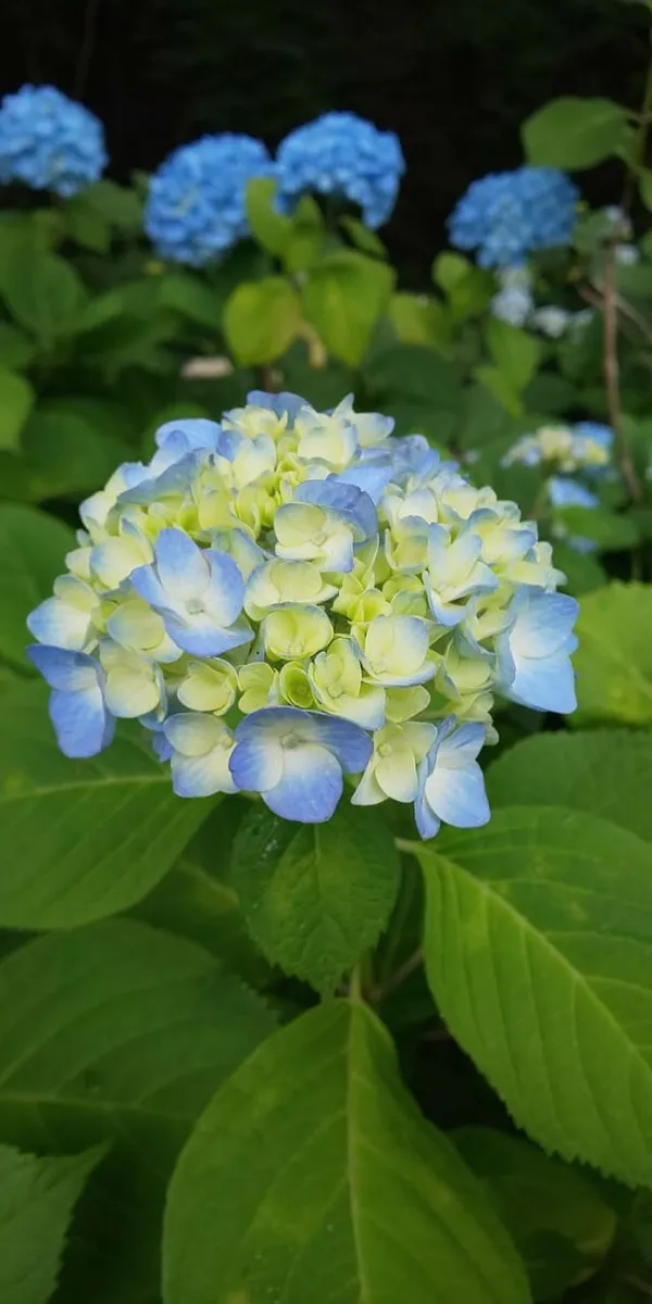 Hydrangea_Flower_Plant_Bey_Colour_21