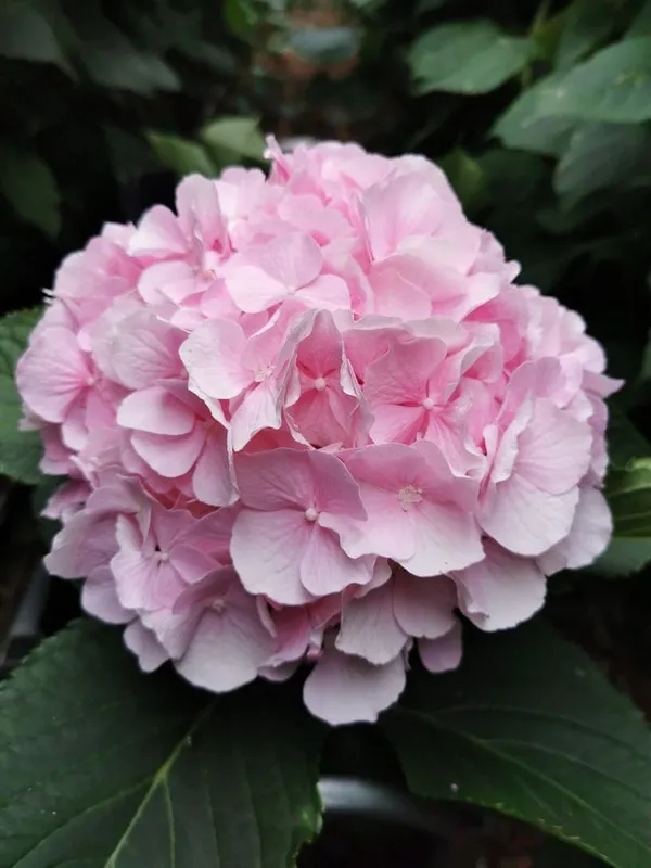 Hydrangea_Flower_Plant_Bey_Colour_2